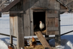 Chicken Coup Winter (v) #2771