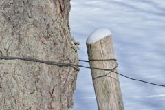 Fence Post Winter #2974