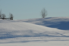 Field Snow Winter #2378