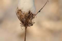 Flowers Queen Anns Lace Snow (v) #3234