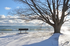 Sandbanks Outlet Bench Tree View Winter #3342