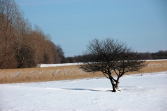 Tree Winter #736