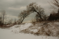 Trees Sandbanks West Point Winter #1924