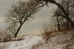 Trees Sandbanks West Point Winter (v) #1925