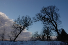 Trees West Pt Winter #1926