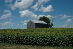 Wolfe Island Sunflowers #1324