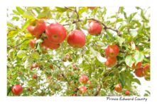 Apples On Tree #2452