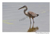 Bird Great Blue Heron Closeup #4352
