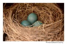 Bird Nest Three Eggs #3139