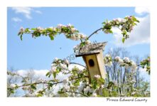 Birdhouse Apple Blossoms #3652