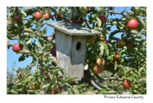 Birdhouse Apples Red #3106
