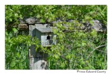 Birdhouse Greenery #3654