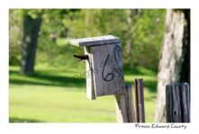 Birdhouse Tail #3534