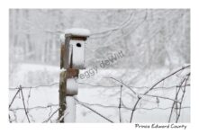 Birdhouse Winter #3039