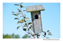 Birdhouse in Apple Tree #4535