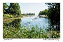 Black River Creek Summer #2473