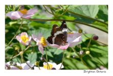 Butterfly Brighton #3886