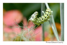 Butterfly Caterpillar #4481
