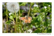 Butterfly Dandelion Seeds #4012