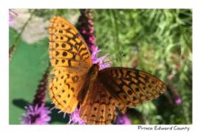 Butterfly Great Spangled Fritillary #3887