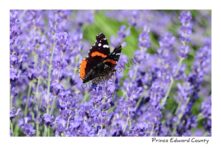 Butterfly Lavender 2019 #3666