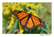 Butterfly Monarch 2018 #3667