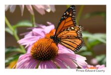 Butterfly Monarch #4693