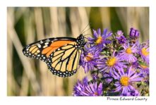 Butterfly Monarch Aster Funky #4561