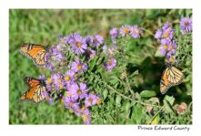 Butterfly Monarch Aster Three #4563