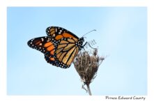 Butterfly Monarch Blue Sky #4564