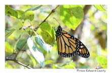 Butterfly Monarch Bush #4565