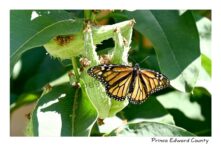 Butterfly Monarch Milkweed Pods #4692
