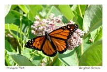 Butterfly Monarch Milkweed Presquile #4695