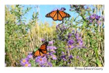 Butterfly Monarch Two #4567