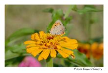 Butterfly Orange #4167