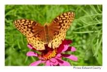 Butterfly Orange #4516