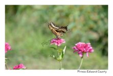 Butterfly Painterly #4011