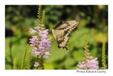 Butterfly Swallow Tail #1991