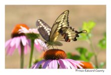 Butterfly Swallow Tail #2946