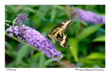 Butterfly Swallowtail Butterfly Bush #3888