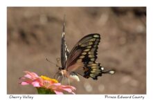 Butterfly Swallowtail Pink Flower #3889