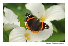 Butterfly Trillium #2809