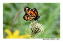 Butterfly Viceroy #4482
