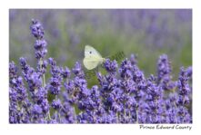 Butterfly Yellow Lavender #3890