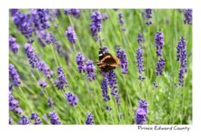 Butterfly in Lavender #4560
