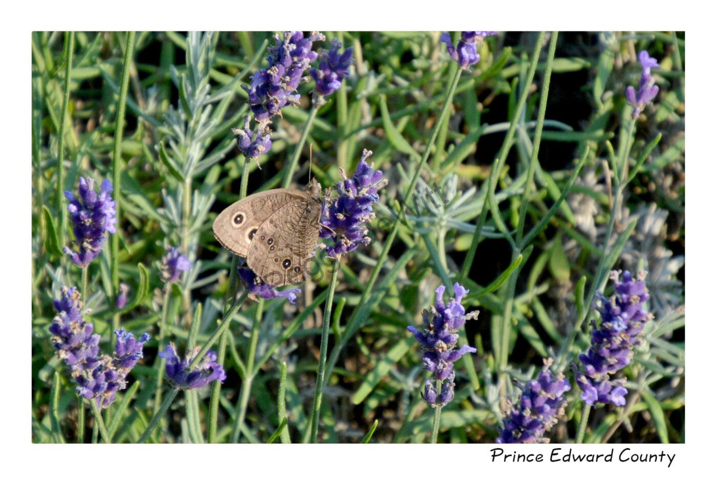 Butterfly Brown Lavender #4016
