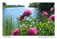 Flowers Peonies Black River #3146