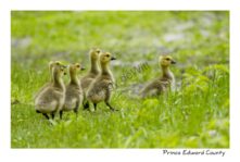 Geese Goslings #1104