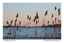 Sandbanks Grass Plumbs Sunset #4100