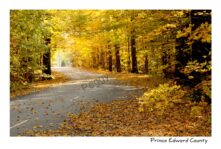 Sandbanks Lane Fall #2264 PEC